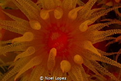 polip coral, canon60D,canon lens 60mm macro, two ikelite ... by Noel Lopez 